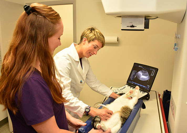 Ultrasound Services at SmartVet in Normal, IL