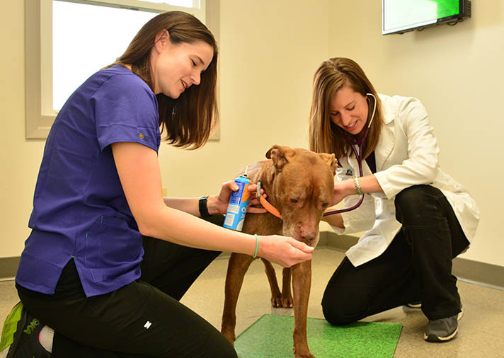 canine-veterinary-care