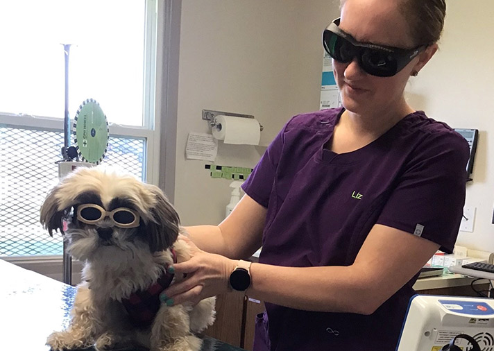 Laser Therapy for Pets in Normal, IL