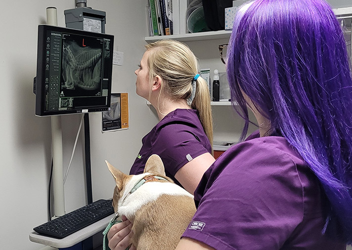 veterinary radiology services in normal illinois