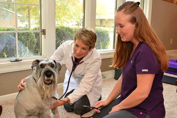 A veterinarian and a dog with a stethoscope