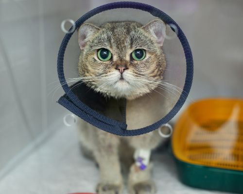 A cat with a cone on its head
