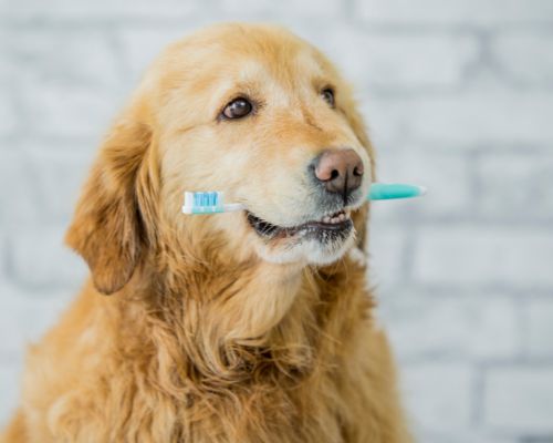 A dog holding a toothbrush in its mouth, ready for dental care