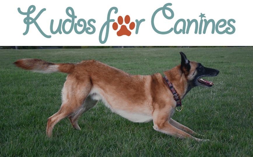 Kudos For Canines