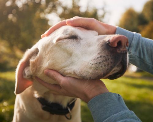 a person petting a dog with his hand