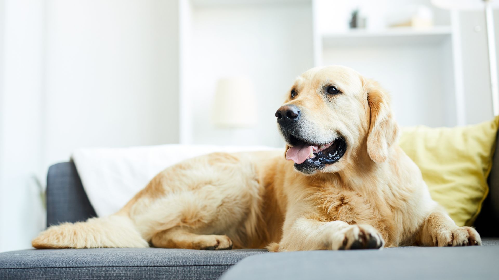 A golden retriever dog sitting on a couch, looking calm and content.