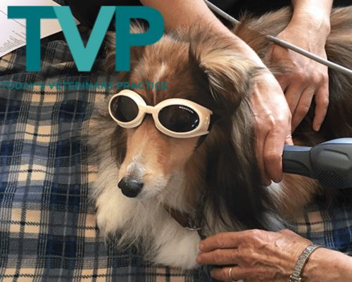 TVP Log with dog