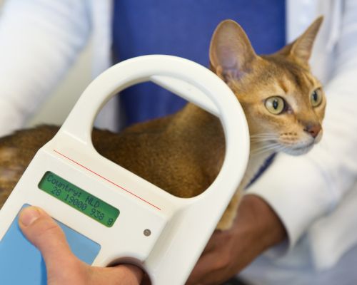 A cat being weighed by a person on a digital scale in a veterinary setting