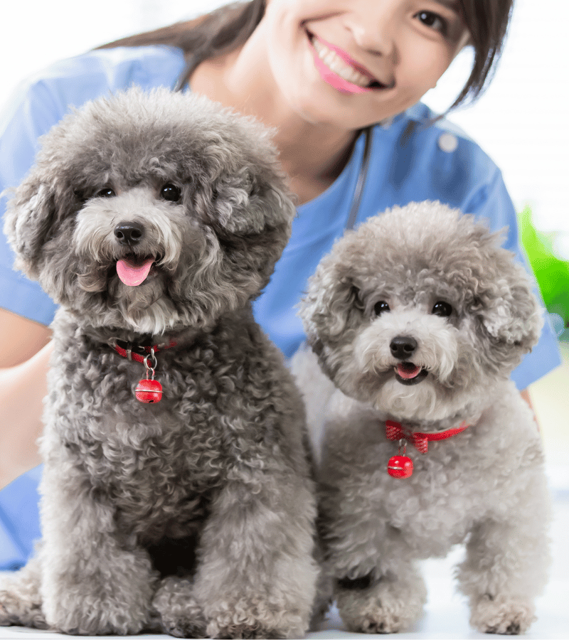 A woman in a blue shirt holding two poodle dogs.