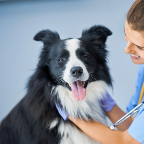 A vet wearing blue shirt examines a dog.